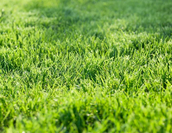 stock image Green grass closeup