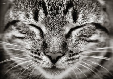 Closeup of sleeping cat face clipart