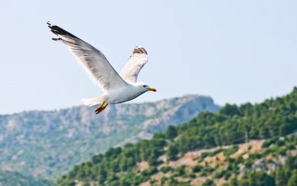 stock image Croatian sea gull flying