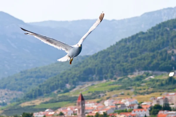 stock image Croatian sea gull flying