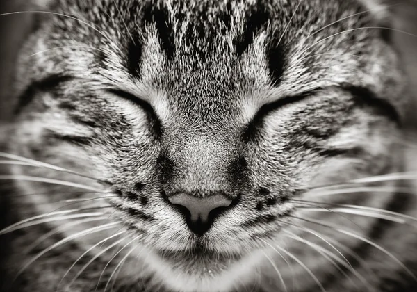 Sluiten van het slapende kattengezicht — Stockfoto