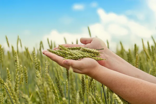 Mãos com espigas de trigo no campo de cereais no verão — Fotografia de Stock