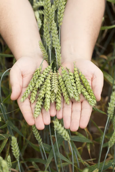 Hands with wheat ears on cereals field — Stock Photo, Image