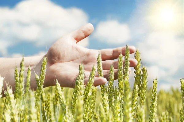Руки рядом с ушами на зерновом поле летом с солнечным лучом — стоковое фото