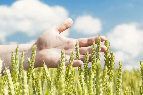 Mani vicino alle orecchie sul campo di cereali in estate — Foto Stock