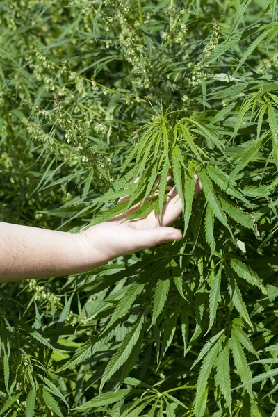 Mano vicino foglie di cannabis — Foto Stock