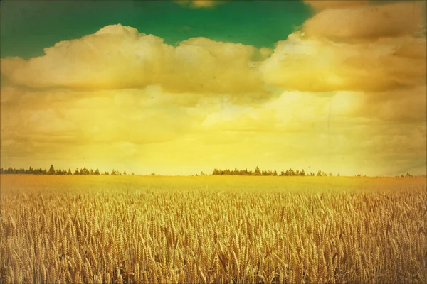 Sky and cereals field in retro style — Stock Photo, Image
