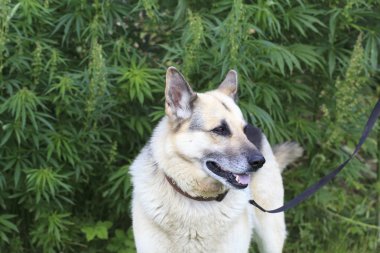 köpeğe kenevir bitkisi