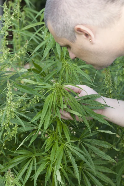 El hombre cerca de las plantas de cannabis —  Fotos de Stock