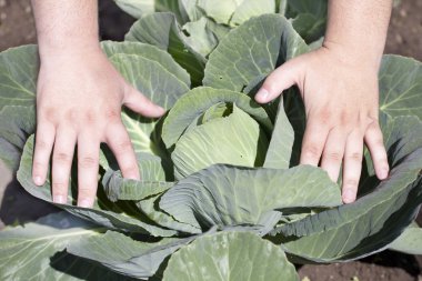 Hands near opened cabbage leaves clipart