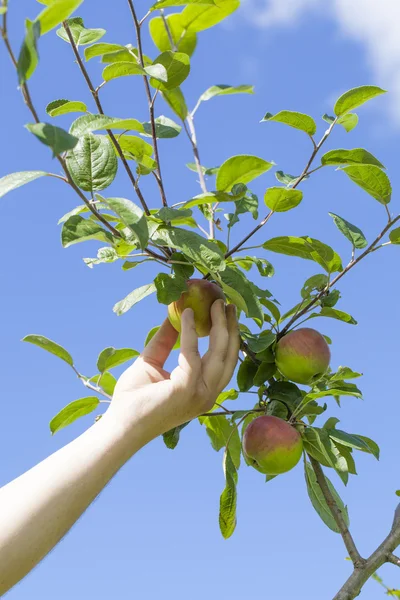 Hand near apple in garden in summer — Stock Photo, Image