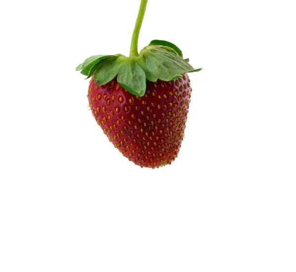 Schöne Erdbeere — Stockfoto
