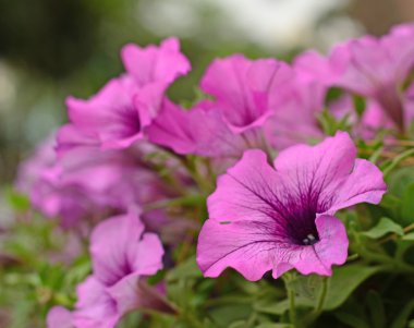 Petunia flowers clipart