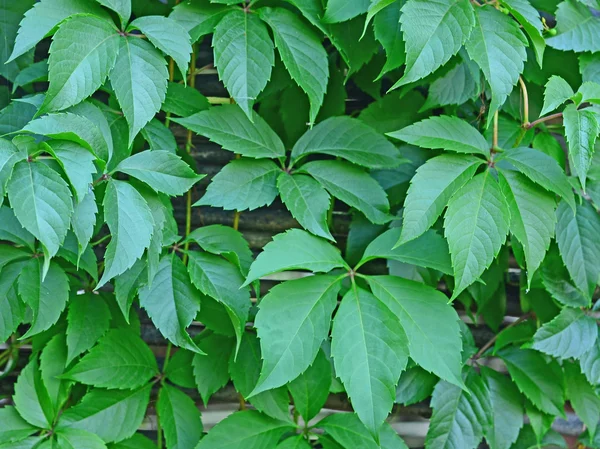 Leaves of climbing plant