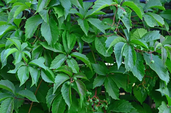 Листья альпинистского растения — стоковое фото