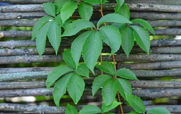 Blätter einer Kletterpflanze an einem Holzzaun — Stockfoto