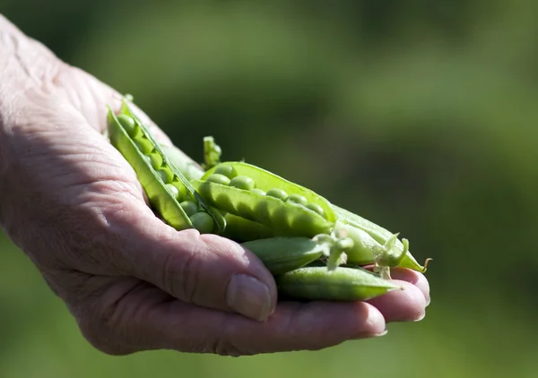 stock image Woman Hand Hold Cracked Pea Pod