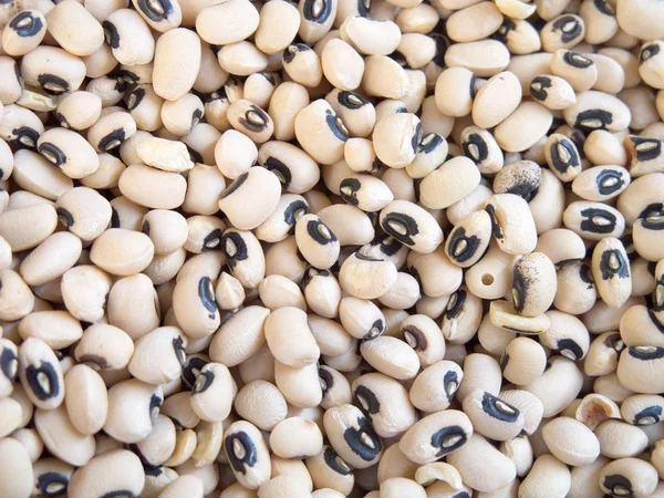 stock image Dried beans