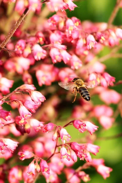 Flying Бджола — стокове фото