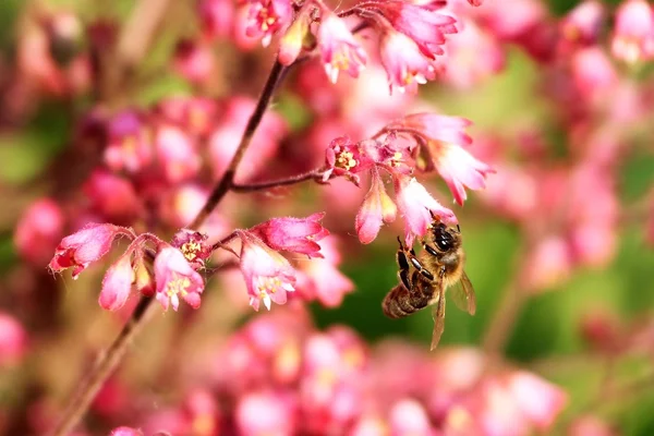 Bee bestuivende bloem — Stockfoto
