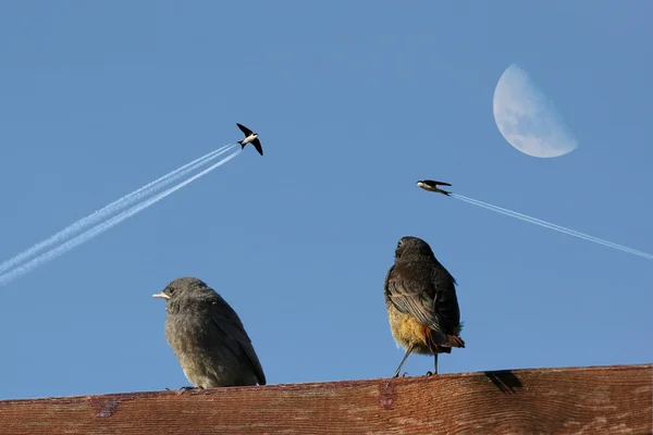 stock image Abstract Bird Flight Show