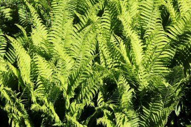 Male ferns clipart