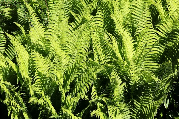 stock image Male ferns