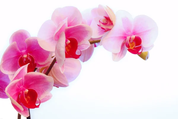 Fialové květy orchidejí ratolest Stock Fotografie