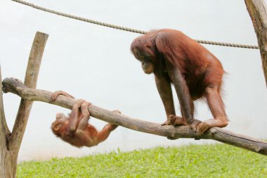 orangutan hayvanat bahçesinde