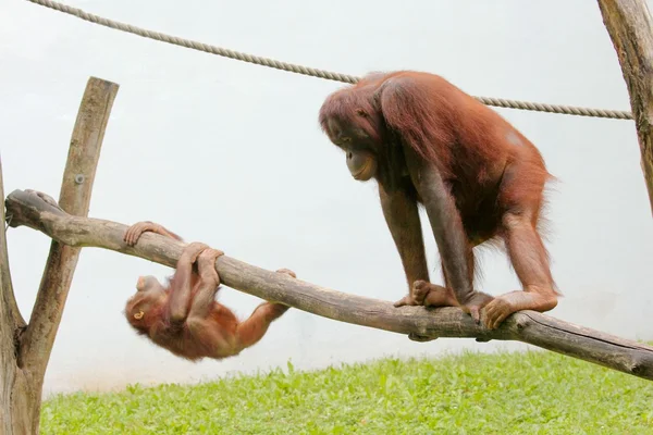 Orangutan в зоопарке — стоковое фото