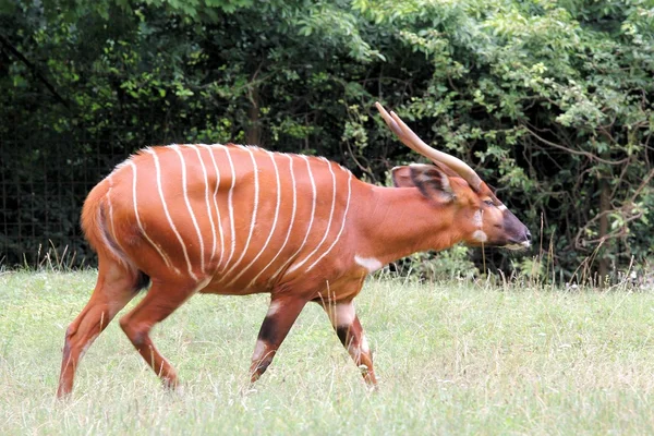 Bongo antilop — Stockfoto