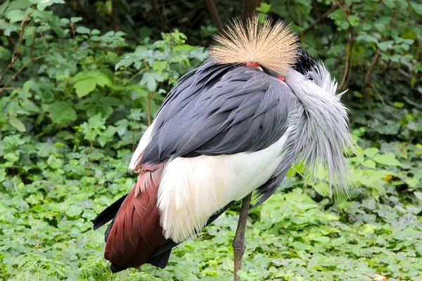 Stock image Sleeping Grey Crowned Crane