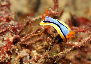 Chromodoris Annae