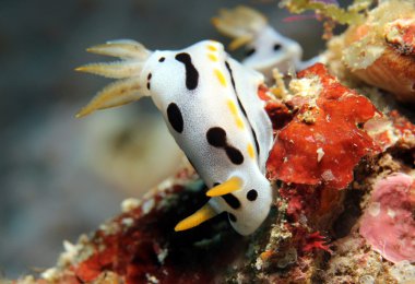 Chromodoris Dianae clipart