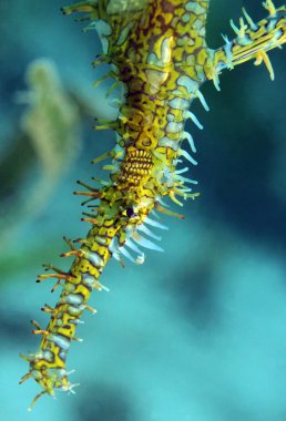 palyaço hayalet pipefish