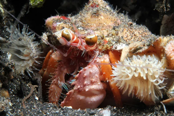 Crabe ermite de l'anémone — Photo