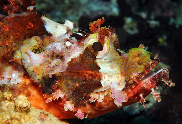 Brodaty scorpionfish — Zdjęcie stockowe