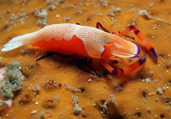 Emperor Shrimp — Stock Photo, Image