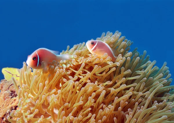 Ροζ anemonefish — Φωτογραφία Αρχείου