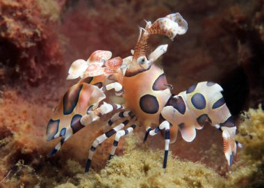 Harlequin Shrimp clipart