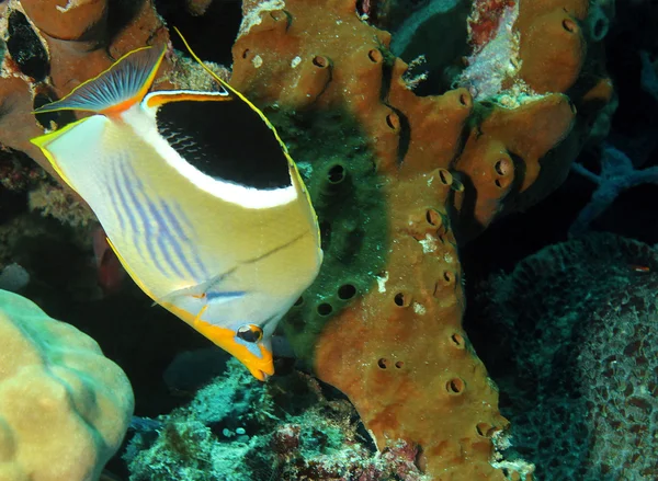 Opdraaien butterflyfish — Stockfoto