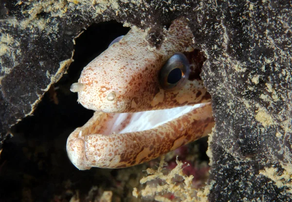 云豹的海鳝 — 图库照片