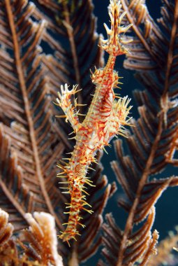 palyaço hayalet pipefish