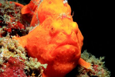 boyalı frogfish