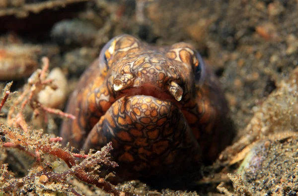 小丑蛇鳗 — 图库照片