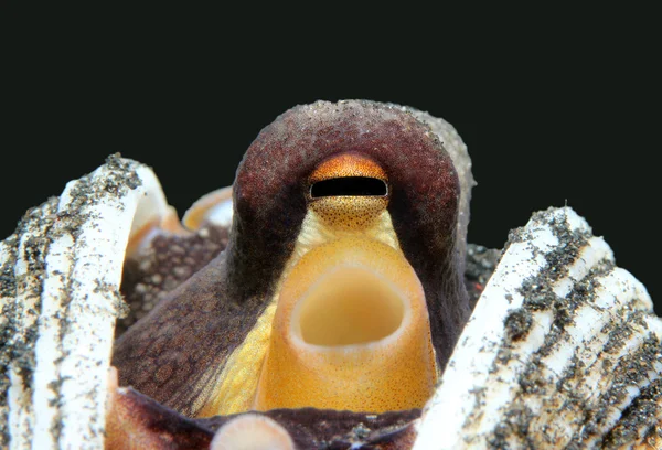 Кокосовый осьминог — стоковое фото
