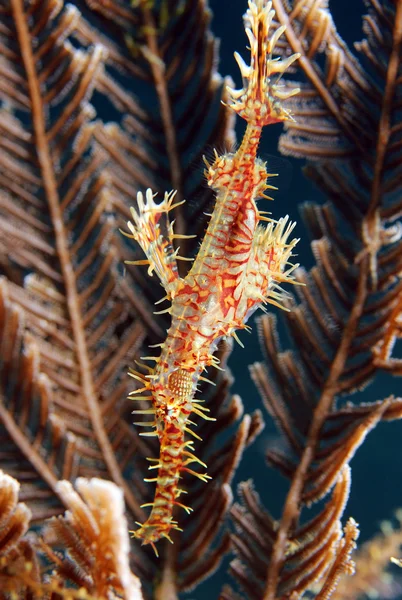 Арлекін морська голка примари — стокове фото