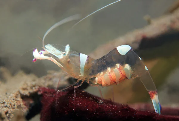 Magnificent Partner Shrimp — Stock Photo, Image