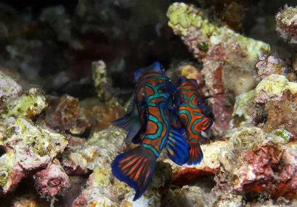Mating Mandarinfish — Stock Photo, Image