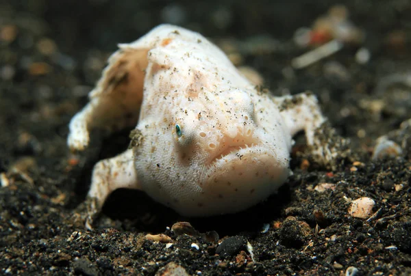Розписні frogfish — стокове фото